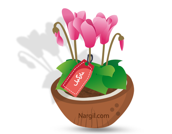 Nargil_Cyclamen Persicum